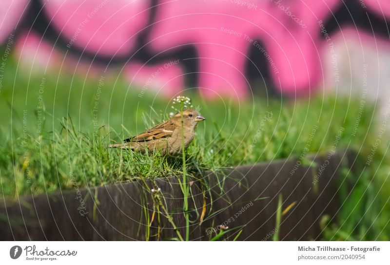 Sparrow and Graffiti Art Culture Youth culture Environment Nature Animal Sun Sunlight Beautiful weather Plant Grass Foliage plant Wall (barrier) Wall (building)