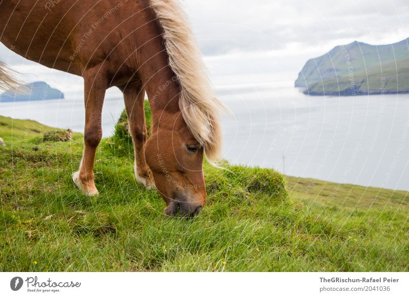 Icelanders II Environment Nature Landscape Blue Brown Gray Green Pasture To feed Føroyar Island Ocean Far-off places Horse Grass Food Mountain Mane Elegant Eyes