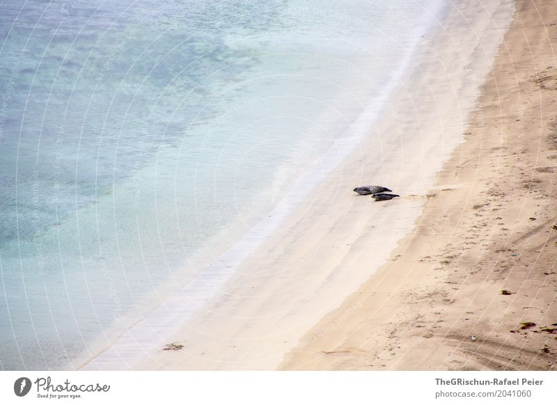 beach Environment Nature Landscape Blue Brown Turquoise White Robe Shetland Living thing Animal Couple Beach Ocean Bad weather Water Lie Sand Progress