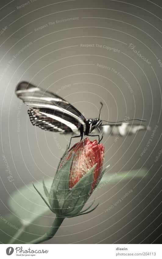 Butterfly´s Bellini Pt.2 Plant Blossom Exotic Wing 1 Animal To feed Sit Small Natural Nature Bud Delicate Feeler Insect Compound eye Colour photo Close-up