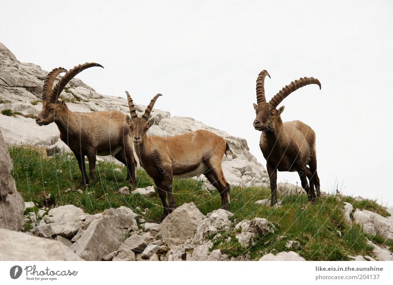 Ibex standing on stones Summer vacation Mountain Sky Grass Hill Rock Alps Capricorn 3 Animal Group of animals Pack Animal family Observe Stone Respect Graceful