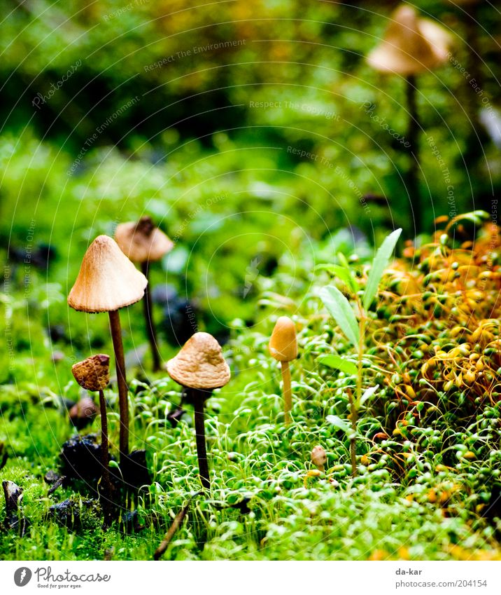 A little man stands in the ... Nature Plant Moss Small Near Under Brown Green Mushroom Colour photo Exterior shot Close-up Detail Deserted Copy Space top Day