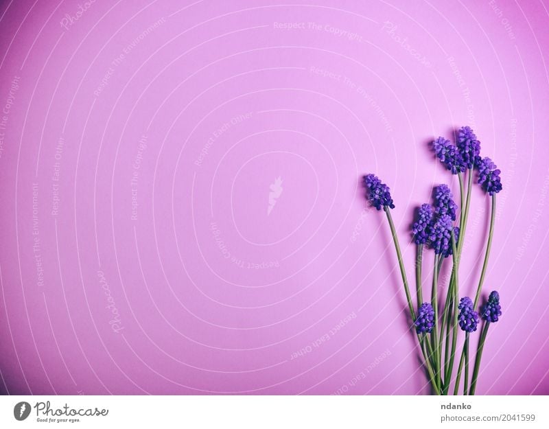 Purple Spring Flowers On A Pink Surface A Royalty Free Stock Photo From Photocase