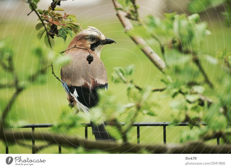 Jay on the garden fence Nature Animal Plant Tree Leaf Apple tree Twigs and branches Garden Wild animal Bird Animal portrait 1 Observe Looking Sit Growth Astute