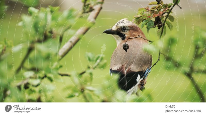 Jay in apple tree Environment Plant Animal Spring Tree Bushes Leaf Branch Twig Apple tree Garden Park Meadow Wild animal Bird Songbirds 1 Observe Crouch Looking