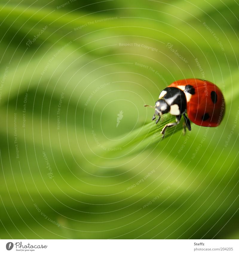 lightness Ladybird lucky beetle Ease Easy Happy Good luck charm Seven-spot ladybird symbol of luck Beetle Red Green Congratulations To hold on balance