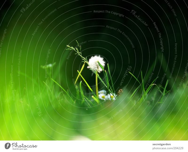 are in the centre of attention. Environment Nature Plant Spring Summer Grass Dandelion Meadow Green Black White Loneliness Uniqueness Center point Middle