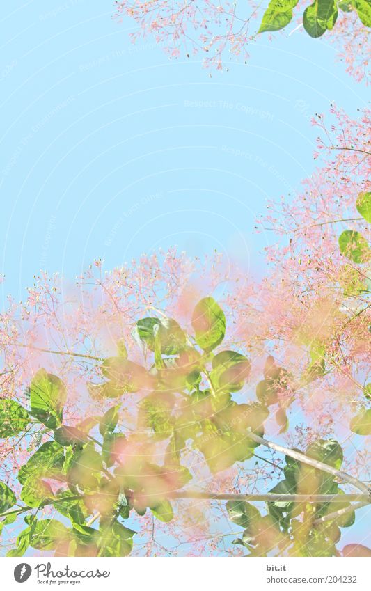 The green has to go into the Rosane Summer Nature Plant Sky spring flaked bleed Pink Fragrance Leaf canopy Blossoming Growth Summery Spring fever Spring day