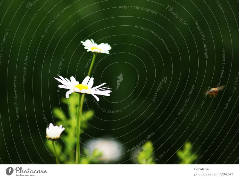 It's summer Environment Nature Plant Animal Summer Weather Beautiful weather Flower Blossom Meadow Bright Warmth Yellow Green White Marguerite Blossoming Flying