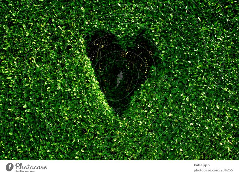 nature lover Environment Nature Plant Climate Climate change Leaf Foliage plant Sign Heart Sustainability Design Environmental protection Green Box tree Hedge