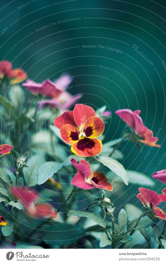 blossom Environment Nature Plant Leaf Blossom Blossoming Growth Yellow Green Red Flower Balcony plant Pansy Colour photo Exterior shot Close-up Deserted