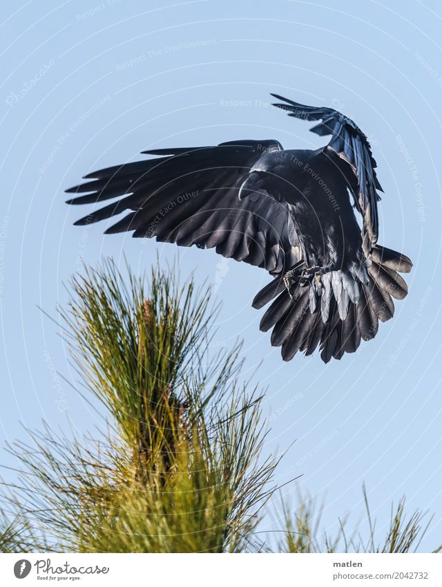 SINKFLUG Animal Bird Animal face Wing Paw 1 Flying Blue Black Landing decelerate Raven birds Stone pine Colour photo Subdued colour Exterior shot Deserted