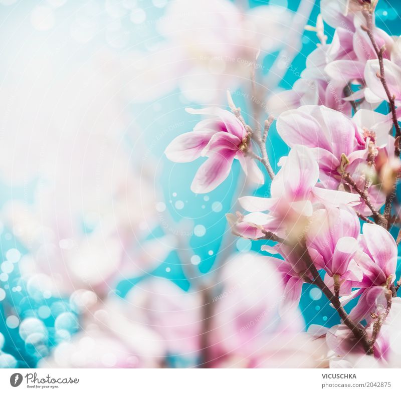 Magnolia Blossoms Design Summer Garden Nature Landscape Plant Spring Leaf Park Blossoming Soft Pink Magnolia plants Blue sky Bud Blur Colour photo Exterior shot