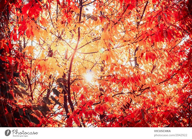 Sunny autumn leaves Vacation & Travel Nature Sunlight Autumn Beautiful weather Plant Tree Leaf Garden Park Forest Yellow Design Red Deciduous tree October