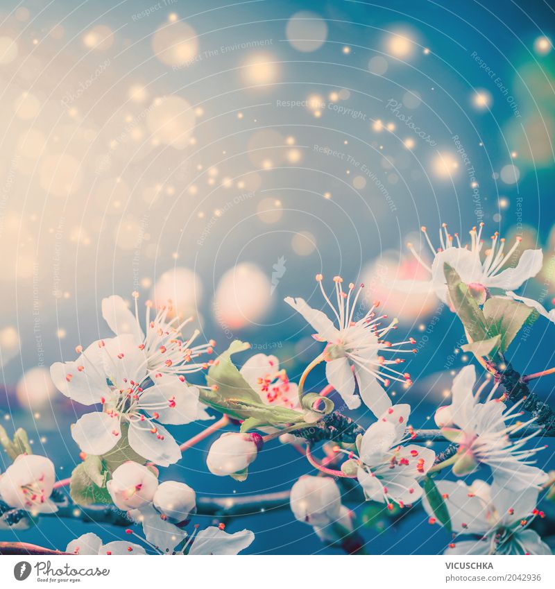 Spring nature background with white flowers Style Design Summer Nature Plant Flower Leaf Blossom Blossoming Blue Pink Turquoise White Emotions Moody Joy