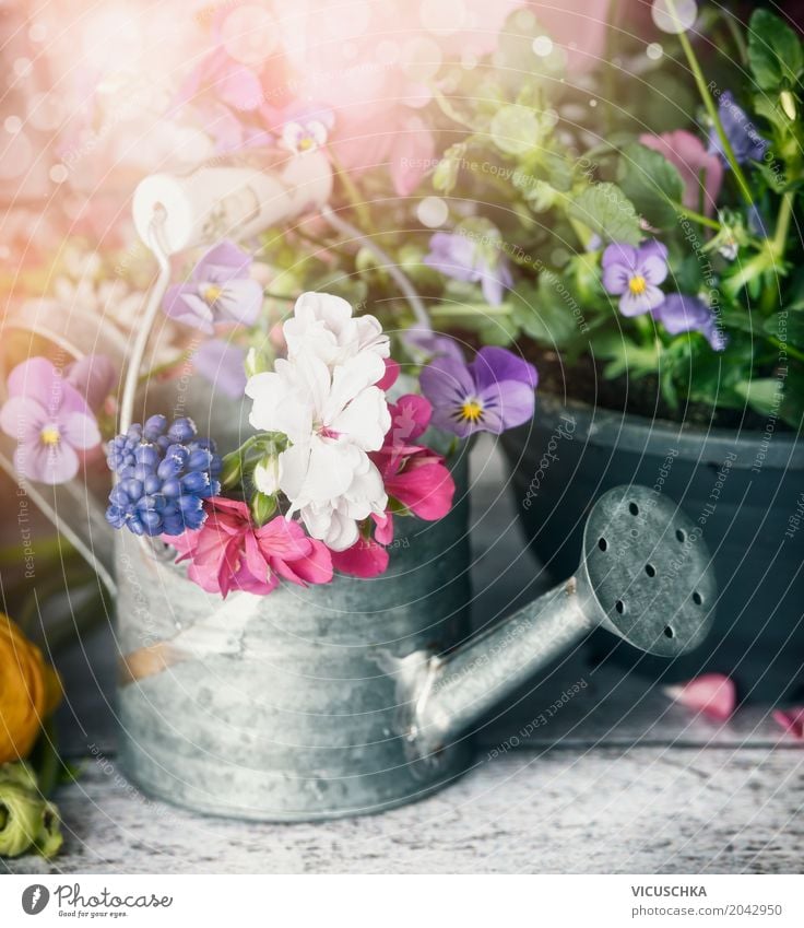 Watering can with plants and flowers on a garden table Style Design Leisure and hobbies Summer Garden Decoration Nature Plant Spring Flower Leaf Blossom Bouquet