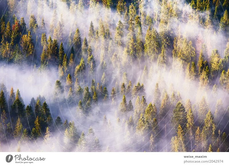 Landscape with beautiful fog in coniferous forest Design Vacation & Travel Summer Mountain Decoration Wallpaper Nature Plant Clouds Sunrise Sunset Sunlight