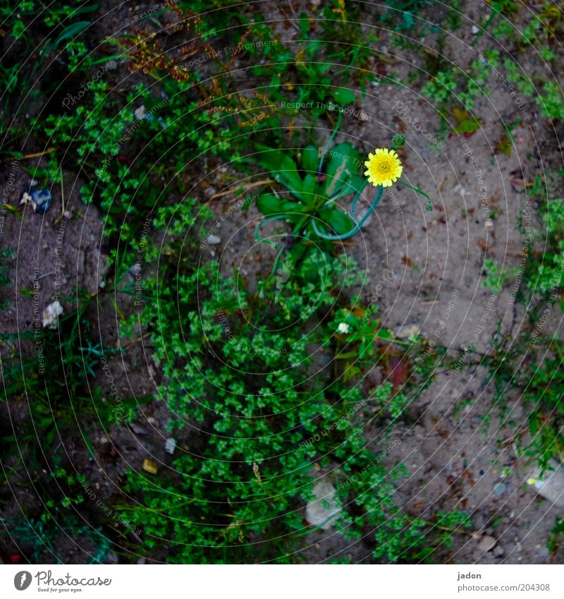 SMALL STAR Plant Earth Wild plant Yellow Thrifty Point Patch of colour Star (Symbol) Detail Bird's-eye view Copy Space bottom Flower Blossom