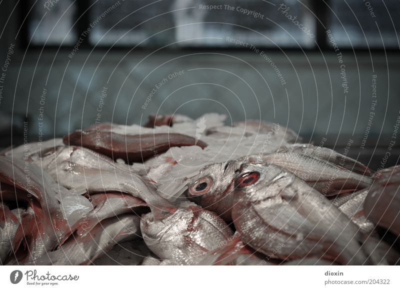 freshly caught Food Fish Nutrition Organic produce Fish market Ice Animal Scales Eyes Fin Lie Glittering Cold To enjoy Fishery Dead animal Colour photo Deserted