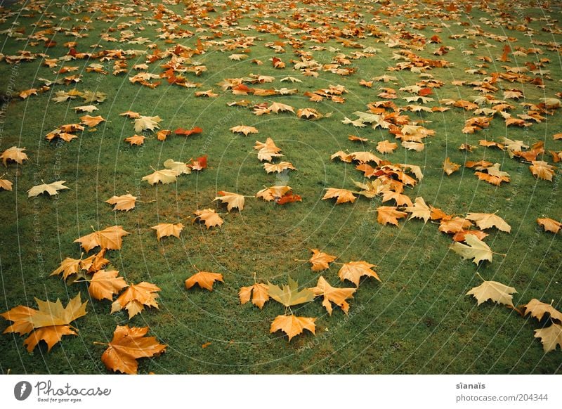 gold leaf Environment Nature Plant Autumn Climate Grass Park Meadow Gloomy Under Yellow Green Transience Leaf Autumn leaves Autumnal Maple tree Climate change