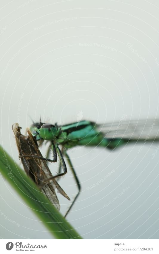 greed Animal Wild animal Animal face Insect Small dragonfly 1 To hold on To feed Blue Green Appetite Prey Wing Portrait format Colour photo Exterior shot