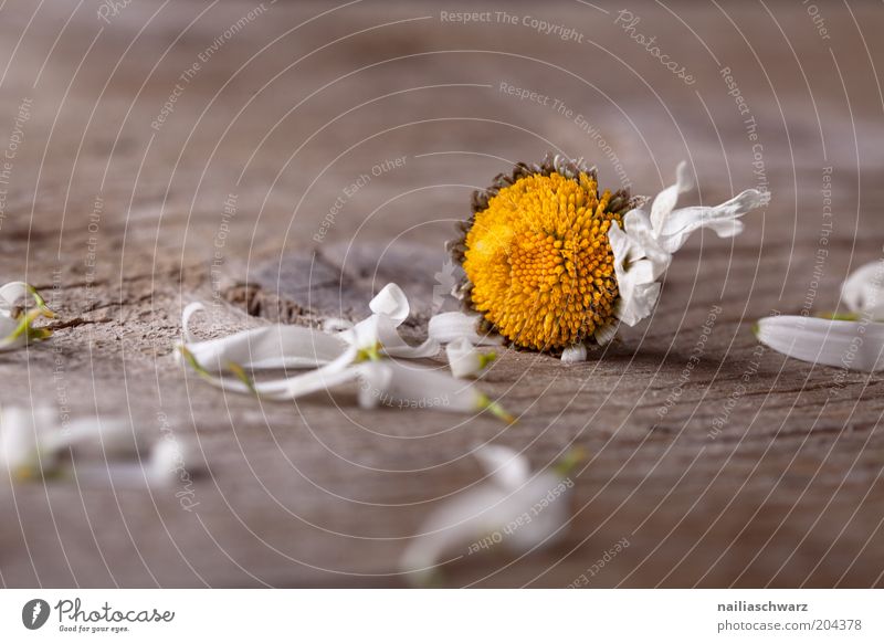 Withered Plant Flower Blossom Daisy Old Broken Brown Yellow White Emotions Sadness End Disappointment Life Grief Colour photo Subdued colour Interior shot