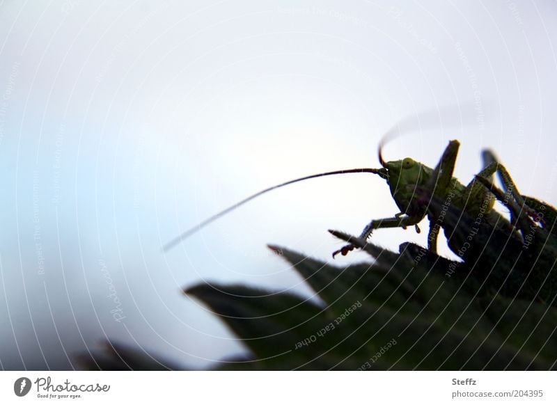 mysterious locust Locust grasshopper Long-horned grasshopper Locusts Silhouette Dryland grasshopper disguised differently Mysterious Voracious Shadowy existence