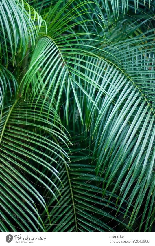 Graphics and Textures - Tropical feeling - Palm Leaf - a Royalty Free ...