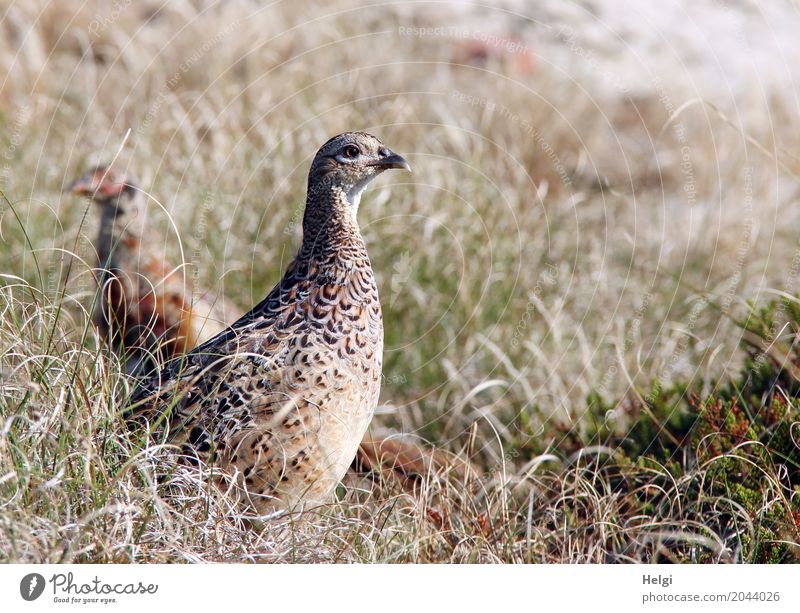 in the dune grass ... Environment Nature Landscape Plant Animal Summer Beautiful weather Grass Island Spiekeroog Wild animal Bird Pheasant 2 Baby animal Observe