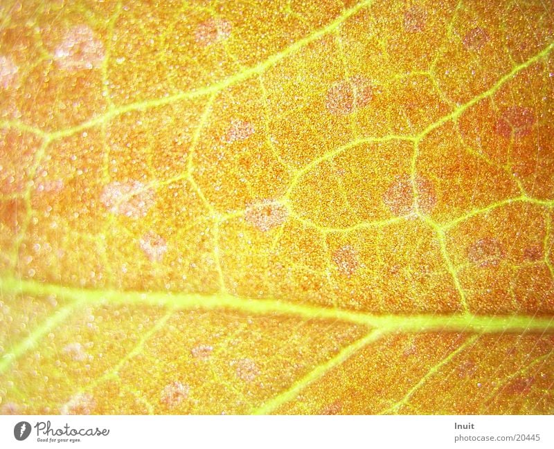 Sheet 02 Plant Vessel transmitted Brain and nervous system Close-up Macro (Extreme close-up)