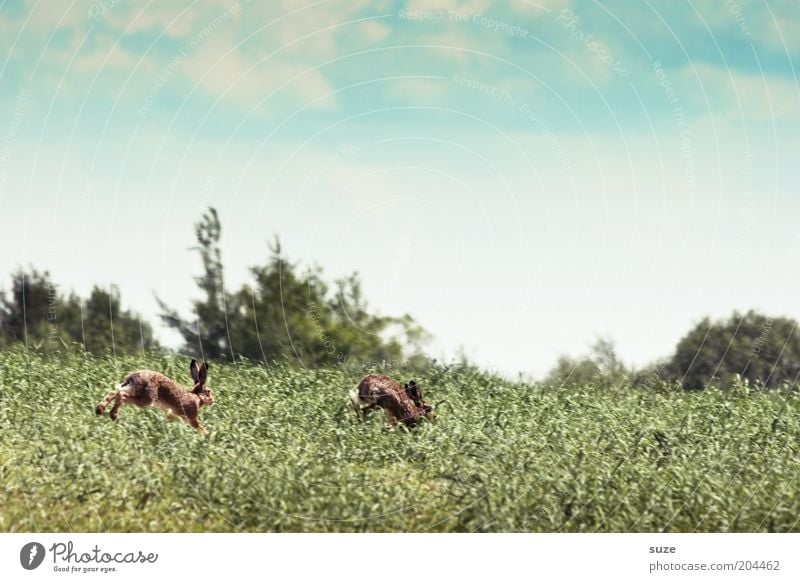 hare hunting Playing Hunting Environment Nature Landscape Plant Animal Sky Clouds Beautiful weather Grass Meadow Field Wild animal Hare & Rabbit & Bunny 2