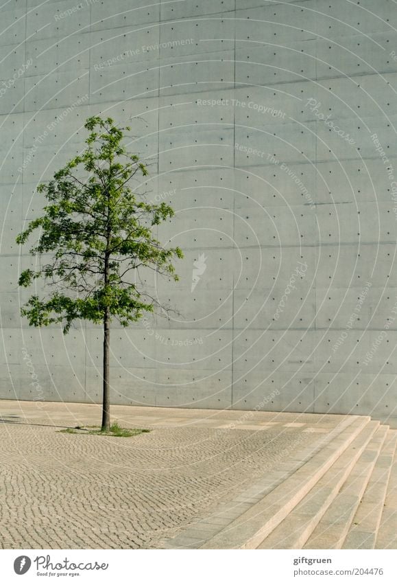 city slicker Town Deserted Building Architecture Wall (barrier) Wall (building) Stairs Facade Simple Modern Whimsical Tree on one's own metropolitan plant