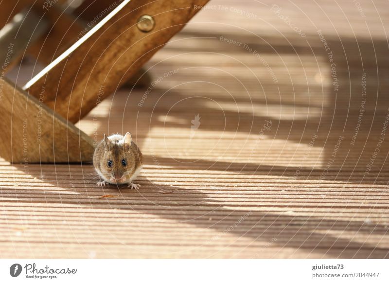 mouse hotel Sausage Nature - a Royalty Free Stock Photo from Photocase