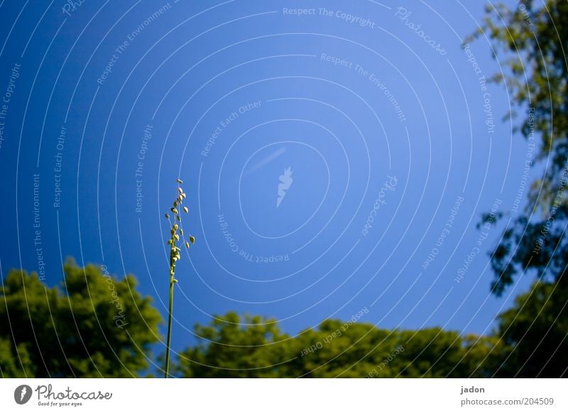 it may be trembled. Nature Plant Grass Blue quaking grass Exterior shot Copy Space top Day Cloudless sky Blue sky Beautiful weather Blade of grass Individual 1