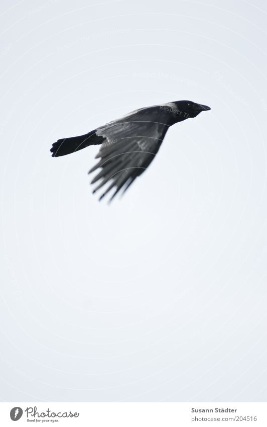 It's going up again Nature Animal Wild animal Bird Flying Raven birds Direction Rising Positive Good Exterior shot Deserted Copy Space left Copy Space right
