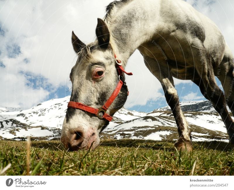 The eye eats with you Nature Landscape Sky Clouds Spring Grass Foliage plant Meadow Hill Alps Mountain Peak Snowcapped peak Animal Horse Animal face 1 To feed