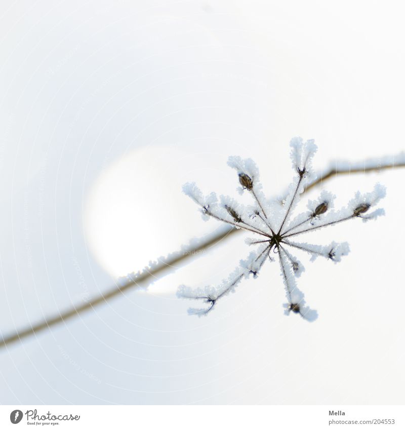 Starlit Environment Nature Plant Winter Climate Ice Frost Snow Blossom Esthetic Bright Cold Natural White Moody Colour Pure Ice crystal Crystal structure