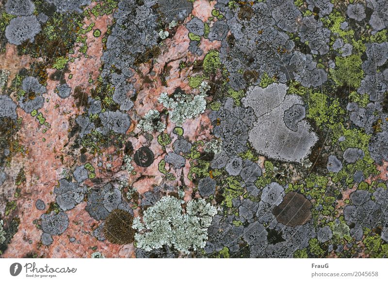 Beyond the mainstream... Nature Lichen Rock Multicoloured Structures and shapes Symbiosis Mushroom Dye air quality slow-growing Sweden Pattern Colour photo