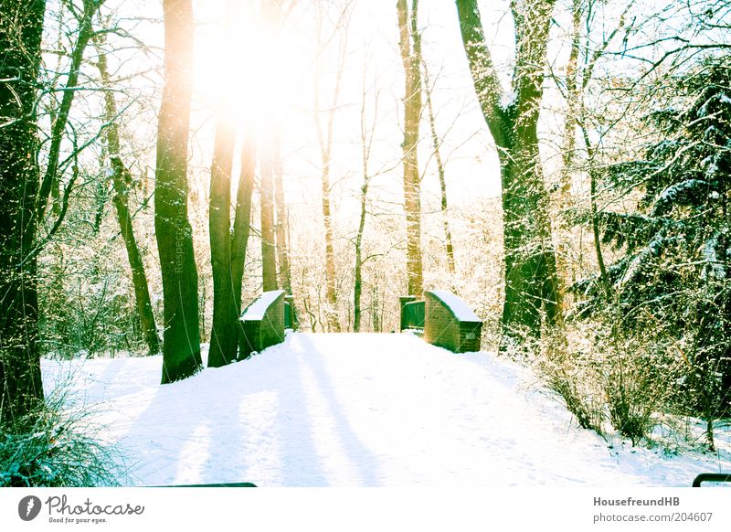 Puente. Environment Nature Winter Beautiful weather Snow Park Relaxation Colour photo Deserted Back-light Sun Sunlight Sunbeam Bridge Footpath Promenade