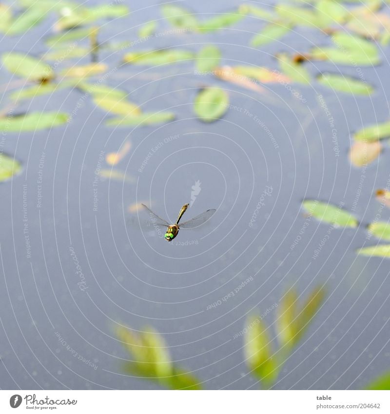 sightseeing flight Environment Nature Plant Animal Elements Water Pond Lake Wild animal 1 Flying Esthetic Thin Green Elegant Curiosity Dragonfly Insect Wing
