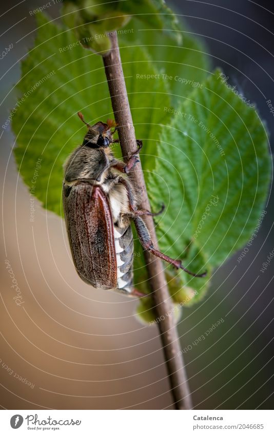 Mr. Sumsemann; cockchafer crawling on a beech branch Nature Plant Spring Tree Leaf Beech tree Beech leaf Garden Field Forest Beetle May bug 1 Animal Crawl