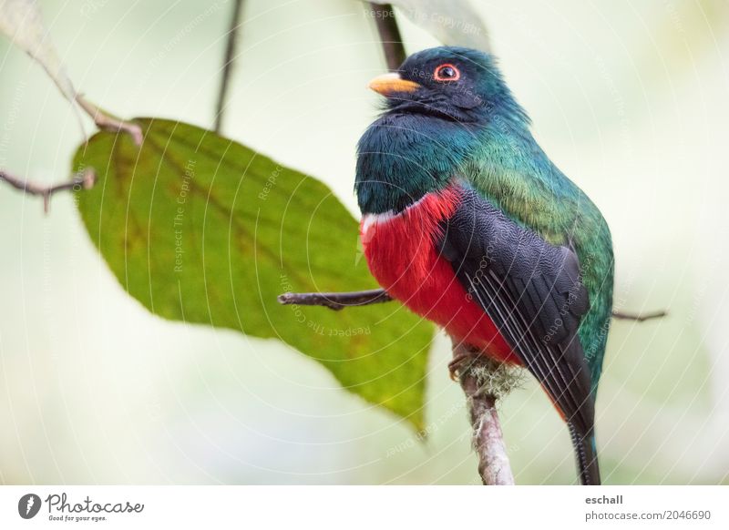 Beautiful Bird (Masked Trogon, Ecuador) Far-off places Freedom Nature Animal 1 Flying Exotic Fantastic Natural Soft Blue Multicoloured Green Red Turquoise
