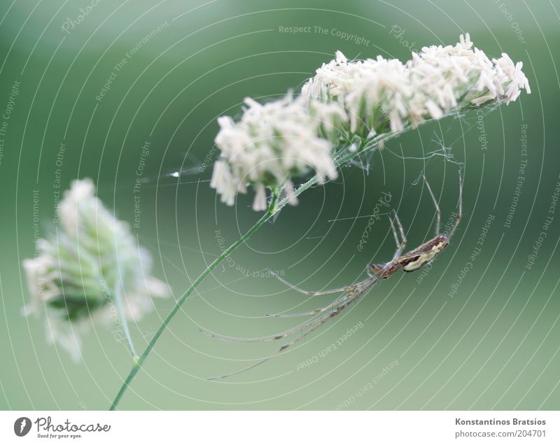 Everything under control Plant Blossom Wild plant Blade of grass Stalk Animal Spider 1 To hold on Wait Thin Elegant Natural Green White Watchfulness Patient