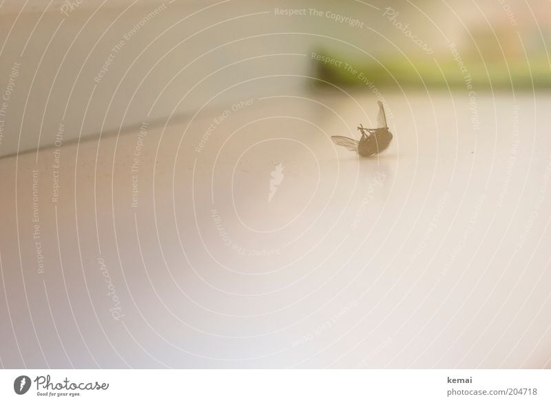 Crashed Dead animal Fly Wing 1 Animal Lie Black White Death Colour photo Subdued colour Interior shot Copy Space left Copy Space bottom Day Blur