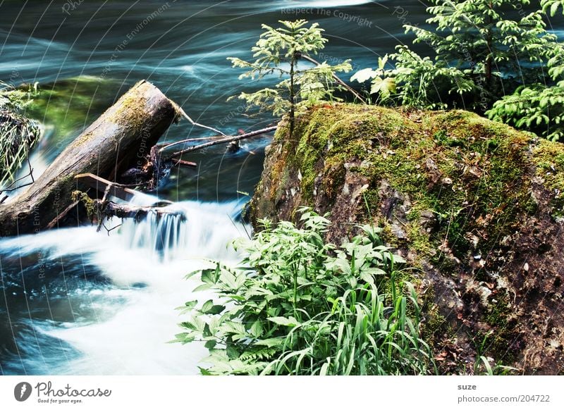watercourse Environment Nature Landscape Plant Water Bushes Rock River bank Brook Waterfall Authentic Wet Natural Beautiful Growth Triebtal Flow Colour photo