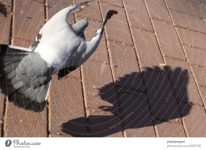 dovecote Animal Bird Pigeon 1 Stone Gray Pink Silver Colour photo Multicoloured Exterior shot Day Shadow Contrast Bird's-eye view Flying Stone floor