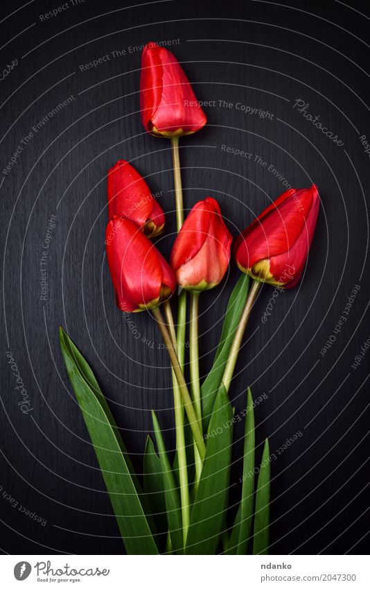 Five red tulips on a black surface Plant Flower Tulip Leaf Bouquet Wood Blossoming Fresh Red Black Blossom leave stem spring background vintage congratulation