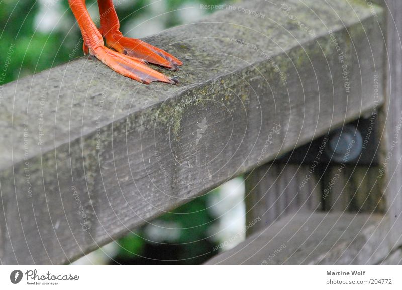 Show me your feet. Legs Bird Claw Duck Drake Stand Unwavering Webbing Animal foot Close-up Detail Colour photo Deserted