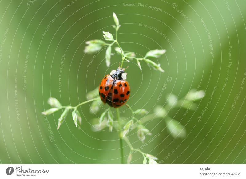 Good luck. Environment Nature Animal Plant Grass Blade of grass Beetle Ladybird 1 Sit Wait Green Red Happy Good luck charm Colour photo Exterior shot