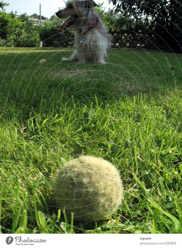 Ball with dog Dog Animal Garden Nature